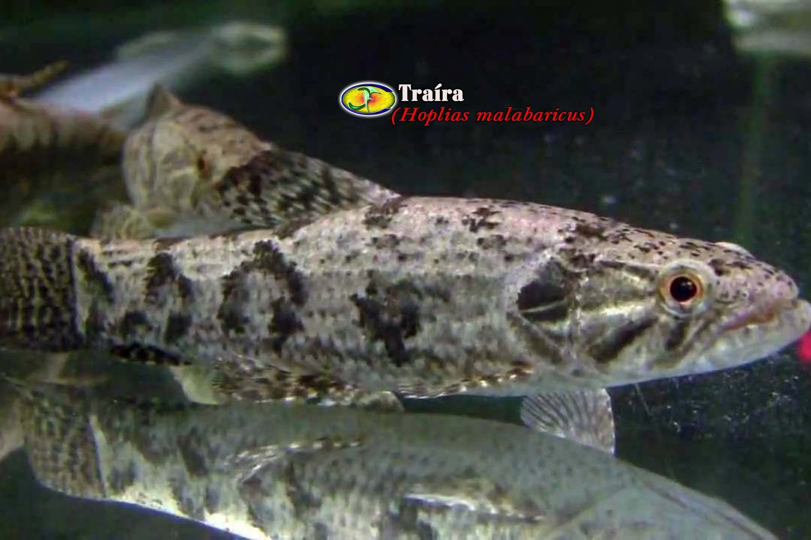 HOPLIAS MALABARICUS EPUB HOPLIAS MALABARICUS EPUB
